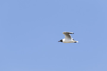 Gaviota vulgar ( Chroicocephalus ridibundus) volando en cielo azul