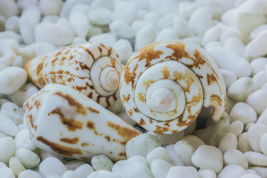 Three sea shells