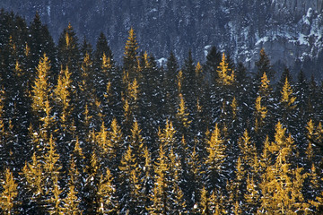 View of Low Tatras near Zahradky. Slovakia