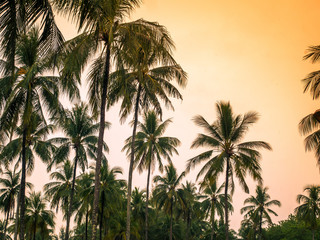 Palm trees in sunset or sunrise light. Yellow and orange color on sky. Tropical forest.