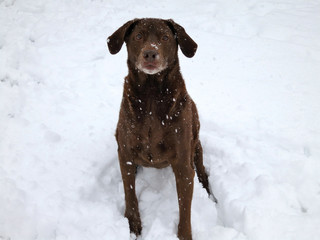 Portrait of a Dog in Snow