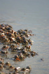 Crabs on Shore