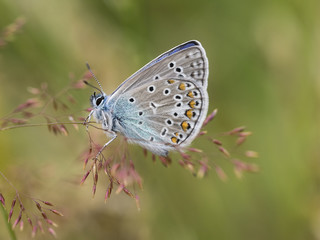 Kleiner bunter Schmetterling sitzt im blühenden Gras.