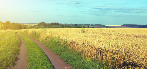 Sunny summer landscape with dirt rural road and wheat field.Dusk.Rural scene.