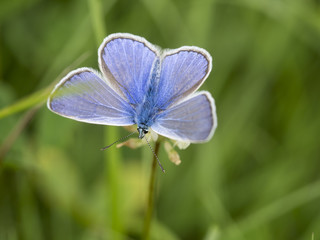 Ein kleiner blauer Schmetterling sitzt auf einer Blüte.