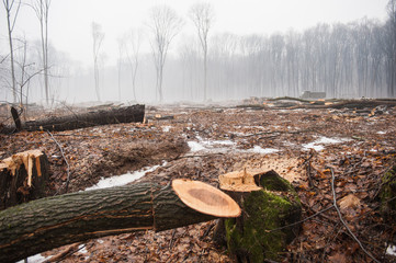 Deforestation, Destruction of Deciduous Forests. Damage to Nature.