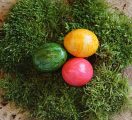 colored real easter eggs on real green moss