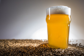 Homebrew Blonde Pint of Beer and Pislner Malt Grain