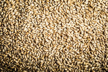 Pilsner Malt Beer Grain Texture