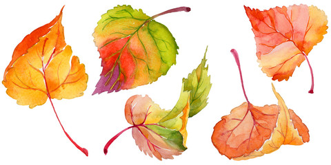 Autumn leaf of poplar in a hand-drawn watercolor style isolated. Aquarelle leaf of poplar for background, texture, wrapper pattern, frame or border. © yanushkov