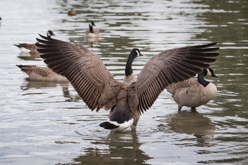 Canadian Goose