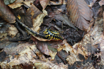 Obraz na płótnie Canvas Centipede in Leaves