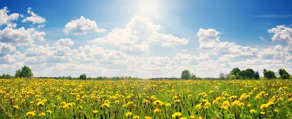 Field with yellow dandelions and blue sky