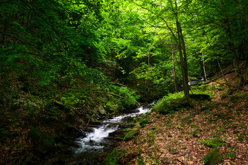 Fototapeta na wymiar small rapid brook in green forest. beautiful nature background in summertime