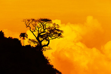 single tree silhouette with yellow clouds (sunset)