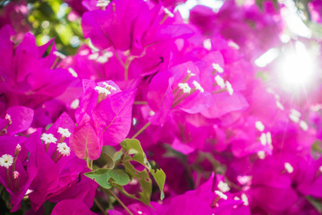 Purple colored blooming Bougainvillea flowers.