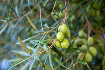 Olive tree branch. Olea europaea.  Green olives close up macro 