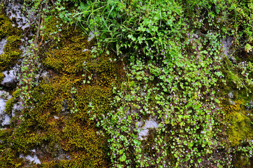 Fototapeta na wymiar Stony wall covered by green moss and fern