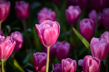 Pink tulips with masses on tulip in the backyard.Tulip field close up, single tulip flower in focus.
