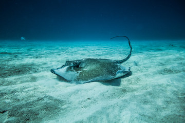 Fototapeta premium Common Stingray on the ground of the ocean.