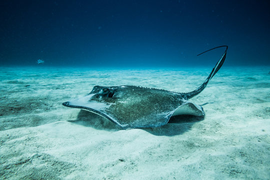 Common Stingray on the ground of the ocean.