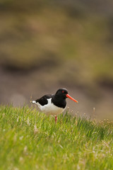 Eurasian oystercatcher, haematopus ostralegus, Faroe island