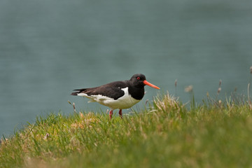 Eurasian oystercatcher, haematopus ostralegus, Faroe island