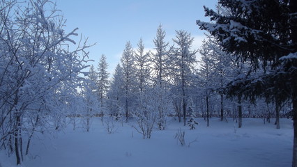  winter in the forest