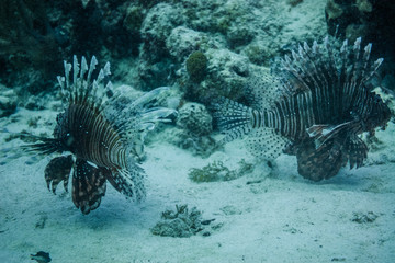 Lionfishs swimming at the ocean ground.