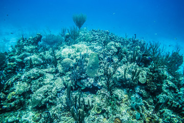 Naklejka na ściany i meble Coral Reef in San Andres Island.