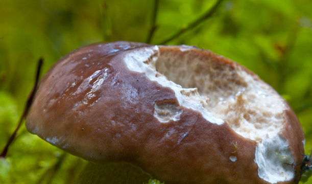Boletus Mushroom, Dolomites