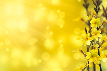 forsythienzweige in der sonne frühlingshintergrund
