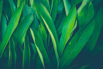 Fresh tropical Green leaves background - obrazy, fototapety, plakaty