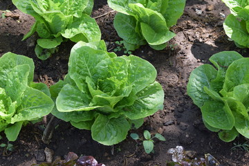 lettuce field in the countryside