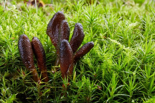 Fungus Elaphocordyceps ophioglossoides