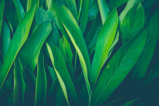 Fresh Tropical Green Leaves Background