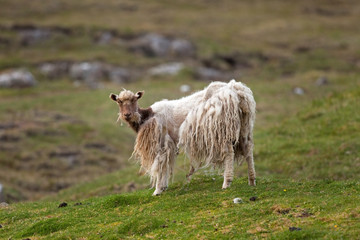 Obraz premium Faroe island, sheep