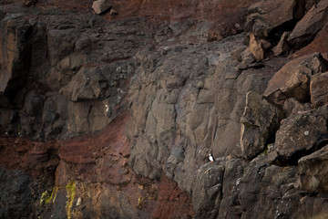 Atlantic puffin, fratercula arctica, Faroe island