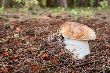 Boletus edulis. Fungus in the natural environment.