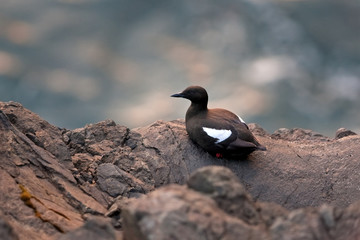 black guillemot,tystie, cepphus grylle, Faroe Island, Europe