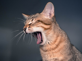 GATO