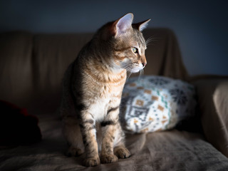 GATO