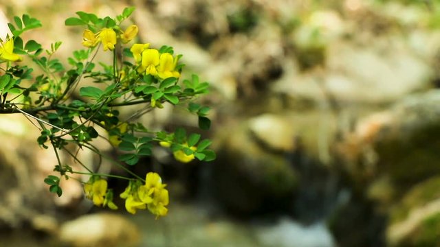 Flowering creek