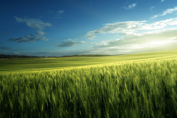 Green field of wheat in Tuscany, Italy