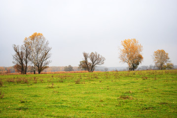 Willows and poplars trees with yellow leaves on green grass meadow near dry reeds, forest in the horizon, cloudy rainy sky and mist in Ukraine in autumn