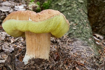 Boletus edulis. Fungus in the natural environment.
