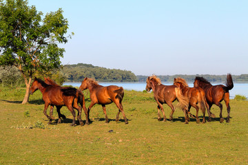 Running herd of wild brown horses on an island in Danube Biosphere Reserve