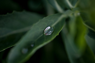 Goccia su foglia