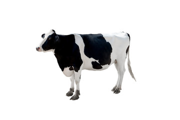 Cow milk isolate on white background,This has clipping path