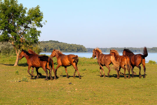 Running herd of wild brown horses on an island in Danube Biosphere Reserve © watcherfox
